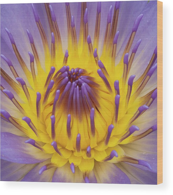 Water Lily Wood Print featuring the photograph Blue Water Lily by Heiko Koehrer-Wagner
