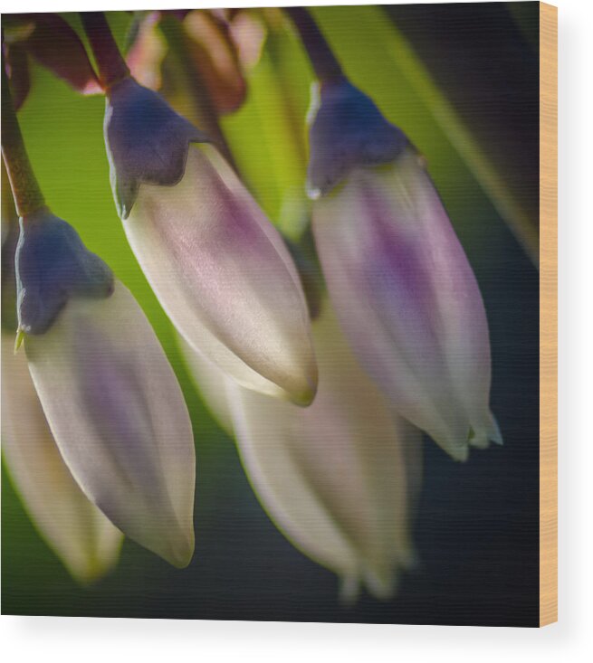 Blueberry Wood Print featuring the photograph Blueberry Blossom by James Barber