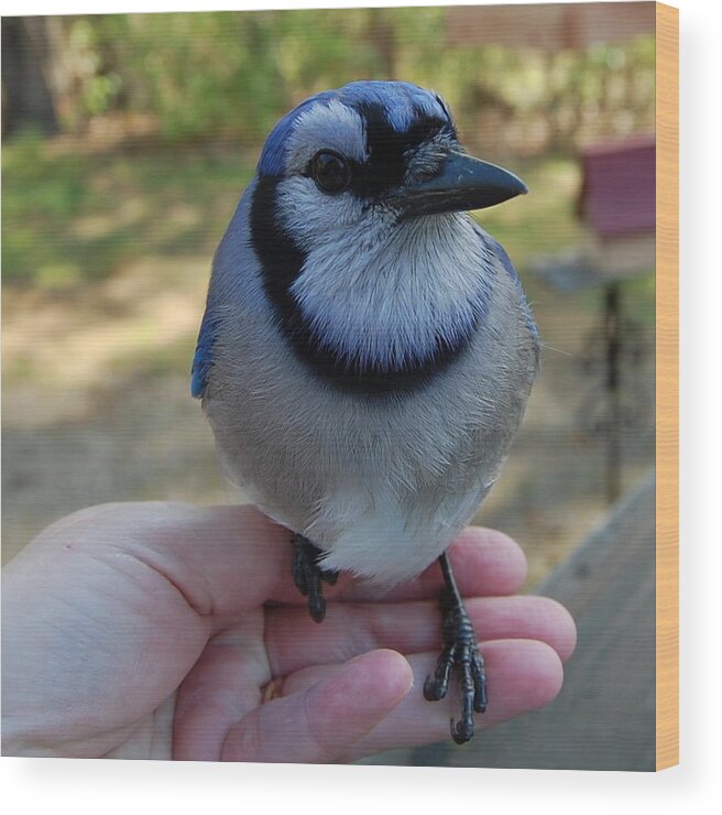Bird Wood Print featuring the photograph Bluejay by Mim White