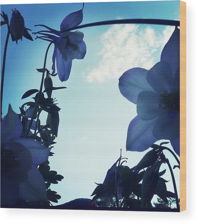 Igmn Wood Print featuring the photograph Bluesky Flowers #flowers by Jeff Seim