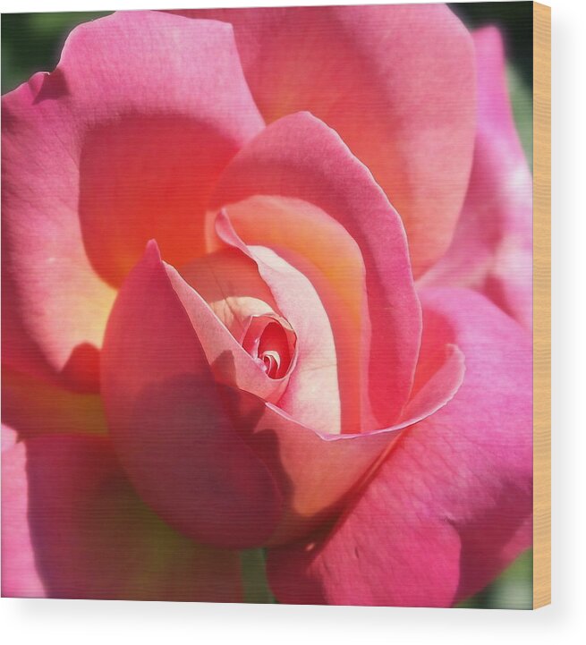 Rose Wood Print featuring the photograph Blushing Rose by Michele Myers