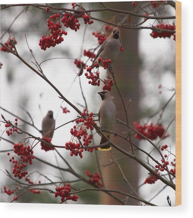 Autumn Wood Print featuring the photograph Bohemian Waxwing by Jouko Lehto