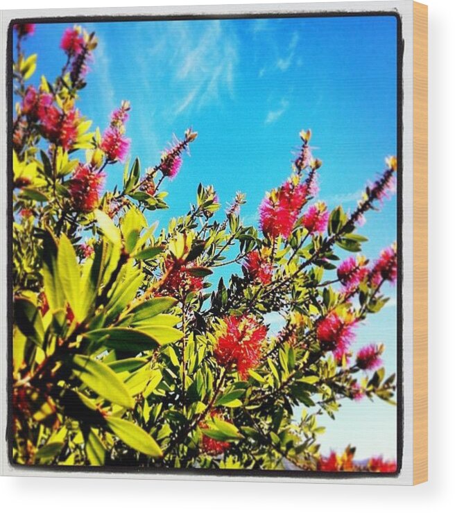 Beautifulday Wood Print featuring the photograph Bottle Brush. #flora #beautifulday by Tristan Thames