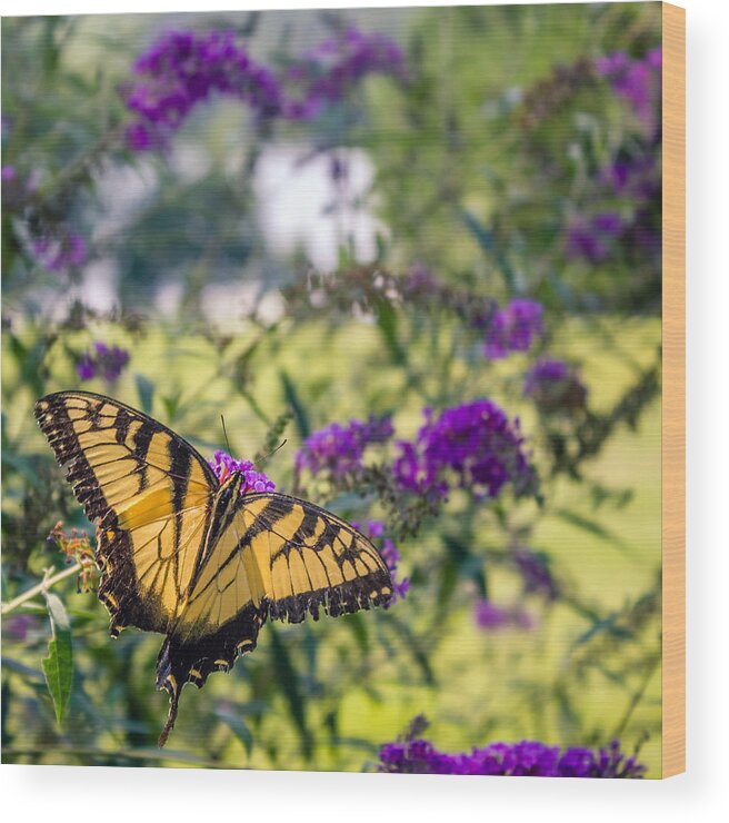 Papilio Wood Print featuring the photograph Broken Beauty by Rob Sellers