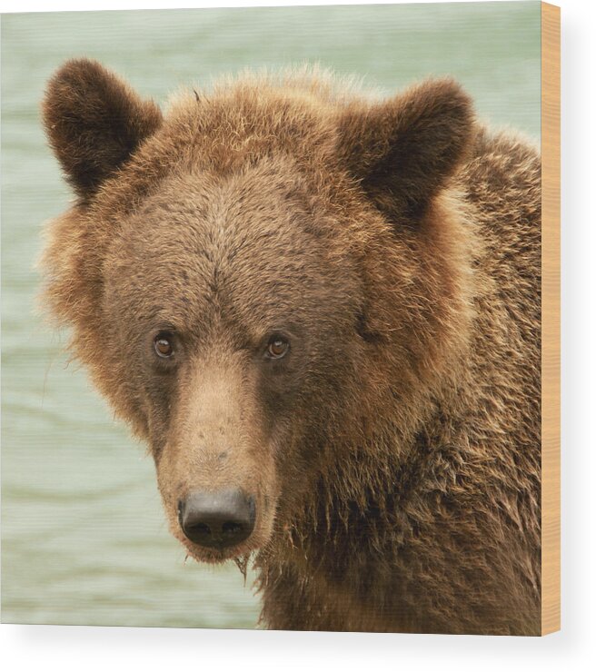 Square Wood Print featuring the photograph Brown Bear Portrait by Jack Nevitt