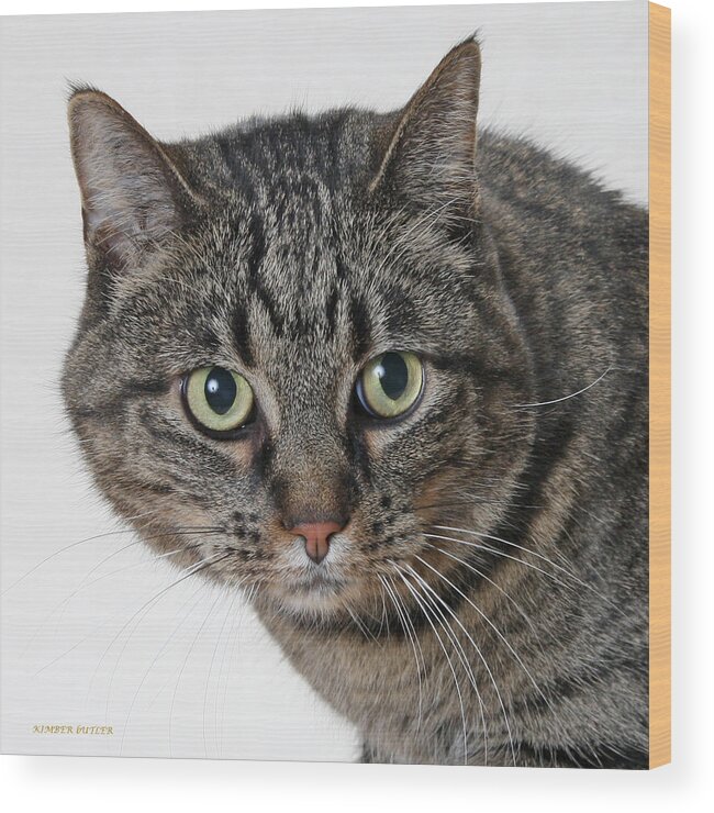 Tabby Cat Photo Wood Print featuring the photograph Brown Tabby by Kimber Butler