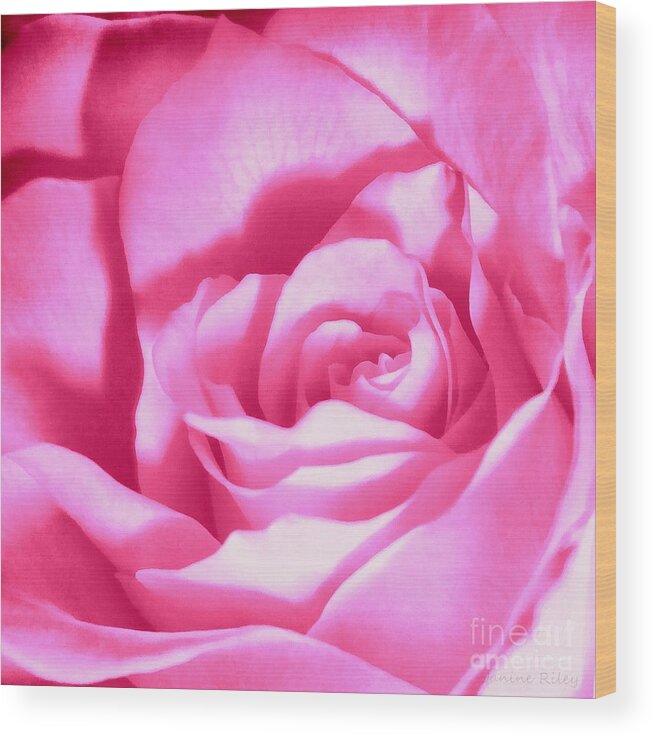 Pink Rose Wood Print featuring the photograph Bubble Gum Pink Rose by Janine Riley
