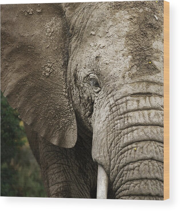 Extreme Terrain Wood Print featuring the photograph Bull African Elephant, South Africa by Ryersonclark