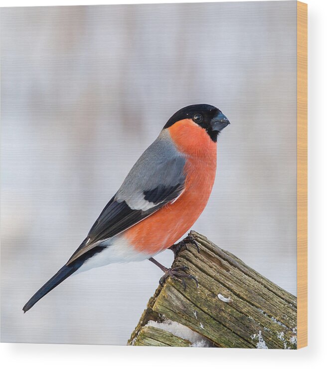 Bullfinch On The Edge Wood Print featuring the photograph Bullfinch on the Edge by Torbjorn Swenelius