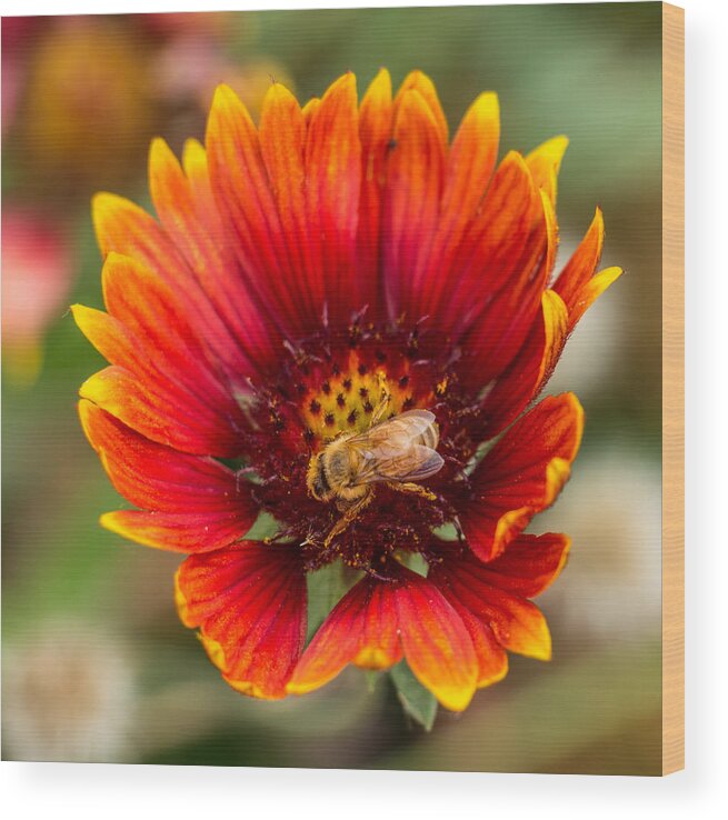 Orange Wood Print featuring the photograph Burst of Color by Kathleen Scanlan