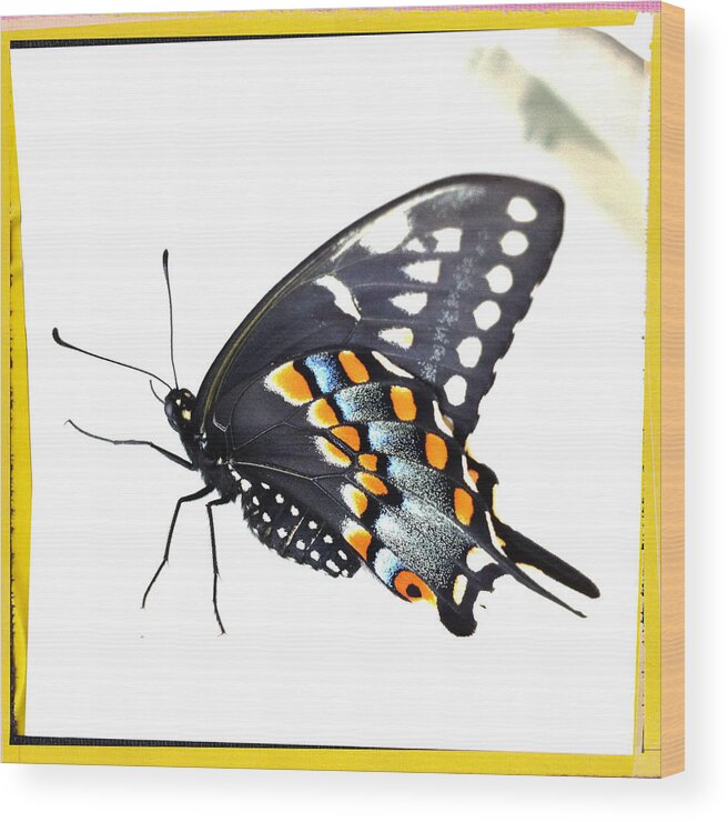 Butterfly Wood Print featuring the photograph Butterfly Mellow Yellow by Dorian Hill