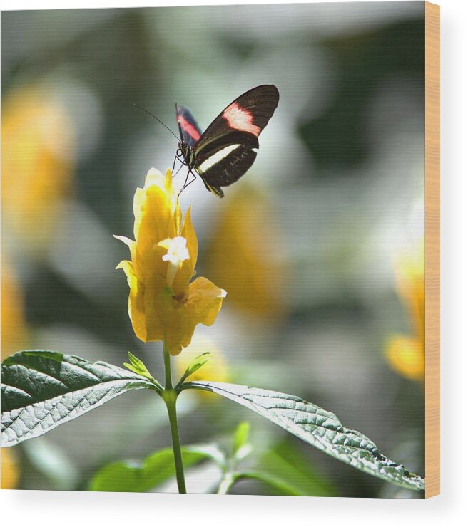 8359 Wood Print featuring the photograph Butterfly on Yellow Flower - Square by Gordon Elwell