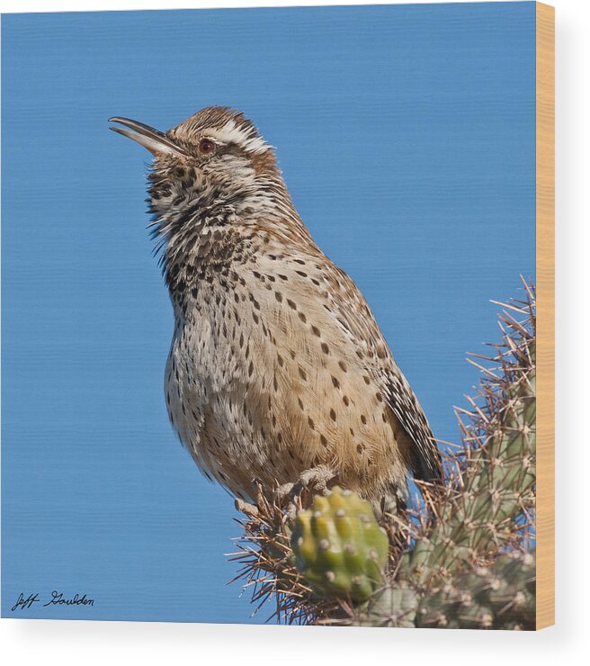 Animal Wood Print featuring the photograph Cactus Wren Singing by Jeff Goulden