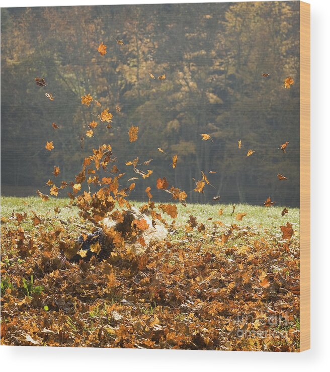 Autumn Wood Print featuring the photograph Can You See Me? by Carol Lynn Coronios