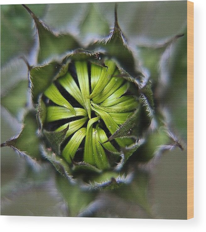 Macro_perfection Wood Print featuring the photograph Can't Wait For My #sunflowers To Open! by Miss Wilkinson