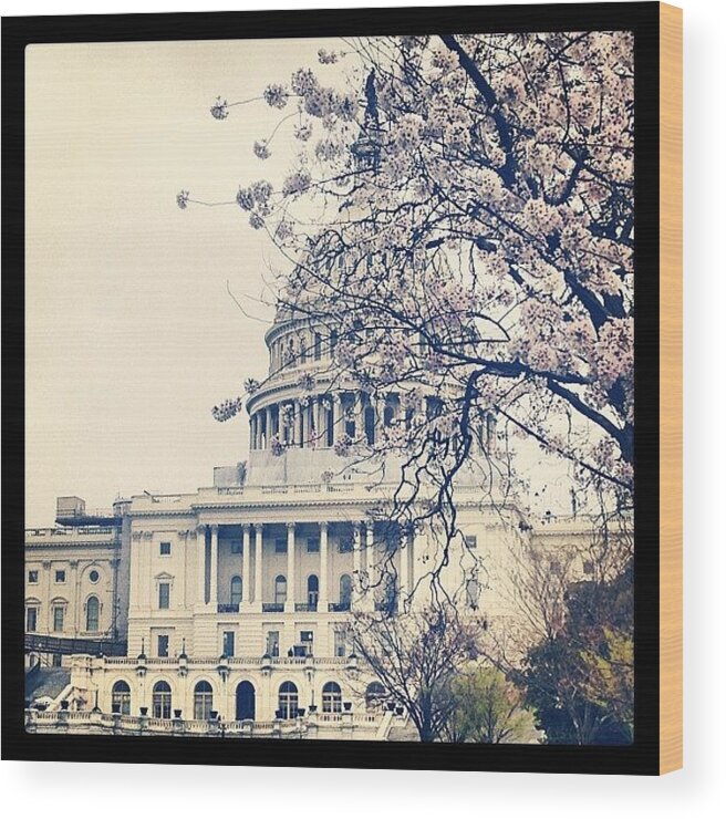  Wood Print featuring the photograph Capitol, Washington D.c by Dario Matteini