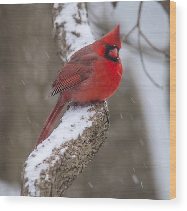 Cardinal Wood Print featuring the photograph Cardinal In The Snow by Cathy Kovarik