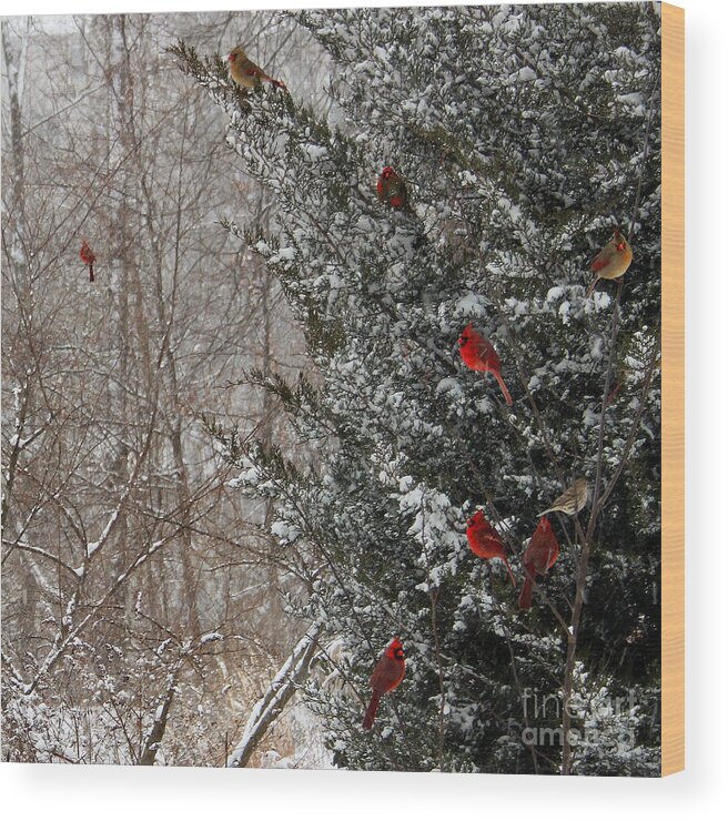 Winter Wood Print featuring the photograph Cardinals in Winter 1 Square by Karen Adams