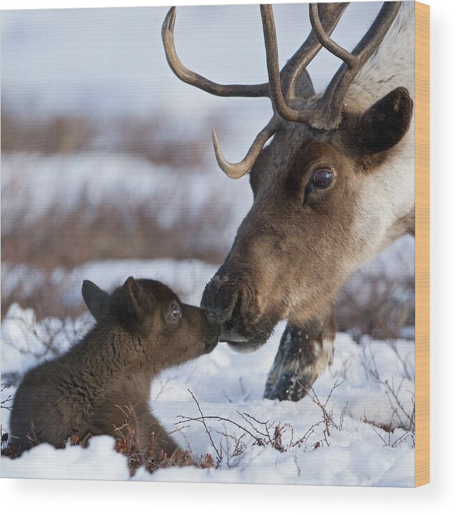 00782253 Wood Print featuring the photograph Caribou Mother Nuzzling Calf by Sergey Gorshkov