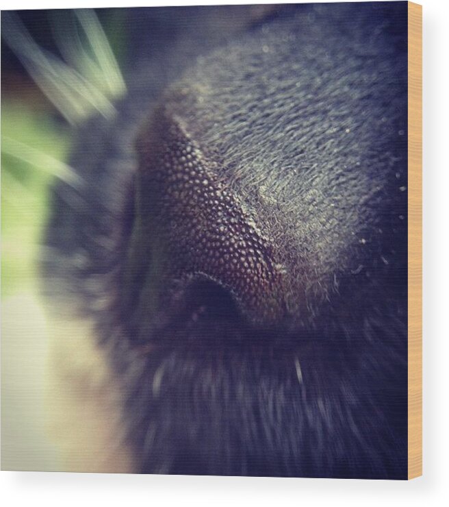 Iccloseups Wood Print featuring the photograph Cat Nose by Nic Squirrell