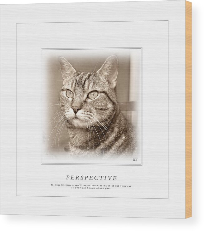 Cat Wood Print featuring the photograph Cat Reflections 1 by Helene U Taylor