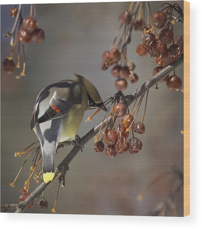 Cedar Waxwing Wood Print featuring the photograph Cedar Waxwing Eating Berries 7 by Thomas Young