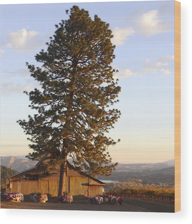  Wood Print featuring the photograph Chardonnay Dawn by Kandy Hurley