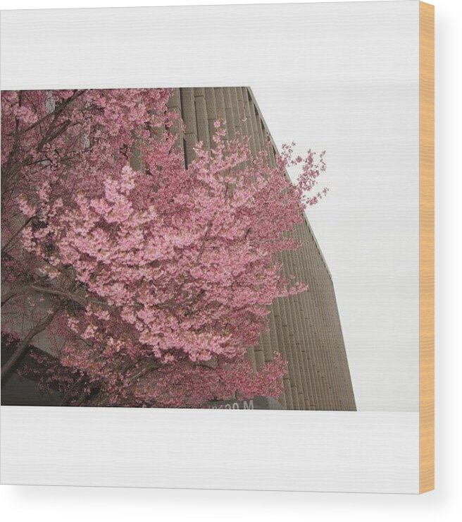Pure_noedits_photos Wood Print featuring the photograph Cherry Trees Are Blooming :) :) :) by Pedro E Cruz
