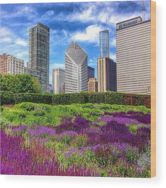 Beautiful Wood Print featuring the photograph Chicago Skyline At Lurie Garden by Paul Velgos