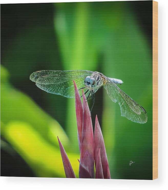 Dragonfly Wood Print featuring the photograph Chomped Wing Squared by TK Goforth