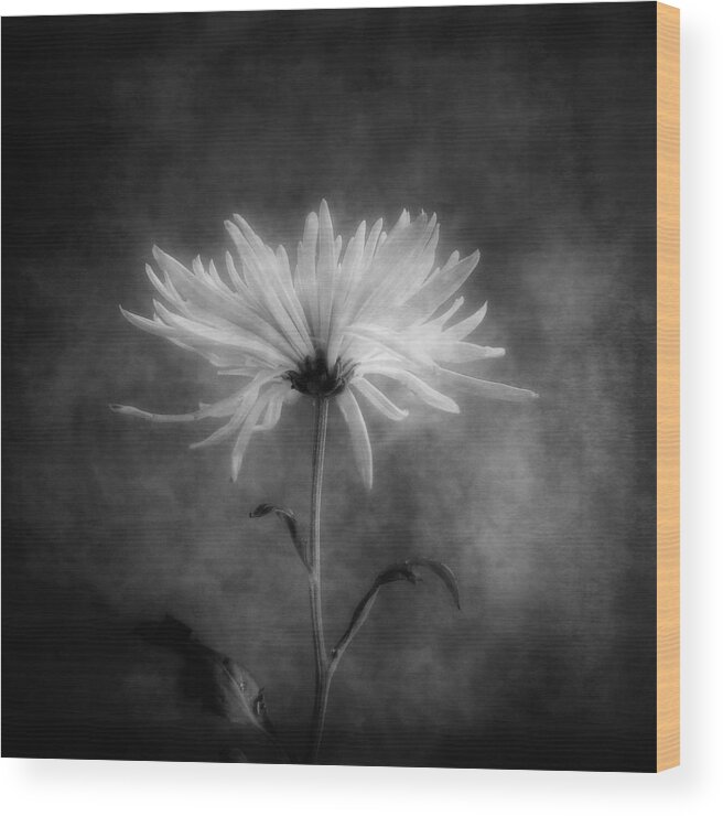 Chrysanthemums Wood Print featuring the photograph Chrysanthemum in Black and White by Louise Kumpf