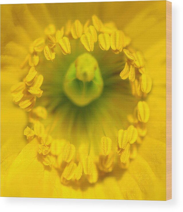 Flower Wood Print featuring the photograph Circle Of Life by Steven Poulton