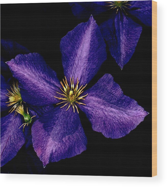 Clematis Wood Print featuring the photograph Clematis by Jamieson Brown