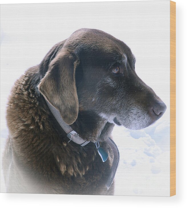 Chocolate Lab; My Dog; Labrador; Man's Best Friend; Pets Dog; Animals; Old Dog;  Wood Print featuring the photograph Cocoa In Heaven by Betty Morgan