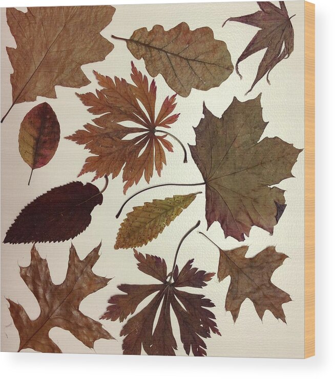 Fragility Wood Print featuring the photograph Collection Of Autumn Leaves On White by Jodie Griggs
