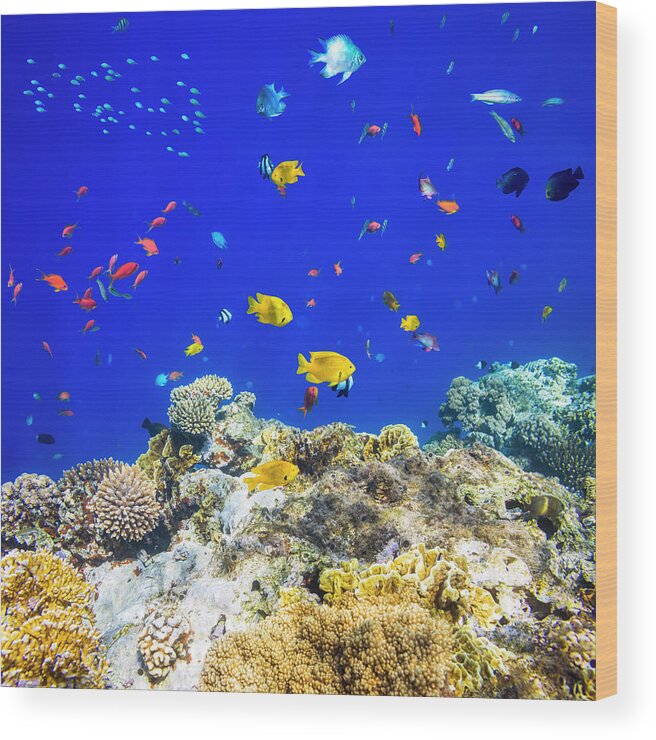 Underwater Wood Print featuring the photograph Colorful Tropical Fish On Red Sea by Cinoby