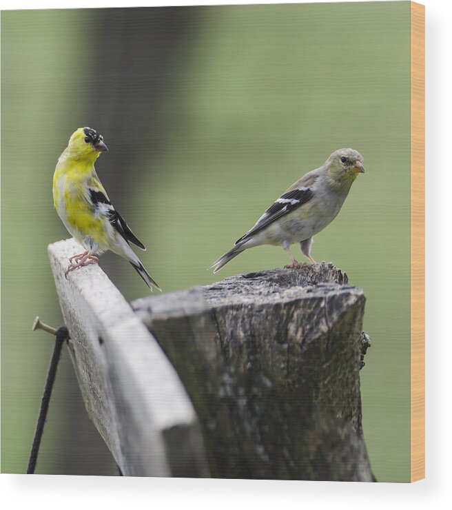 Gold Finches Wood Print featuring the photograph Come Here Often by Heather Applegate