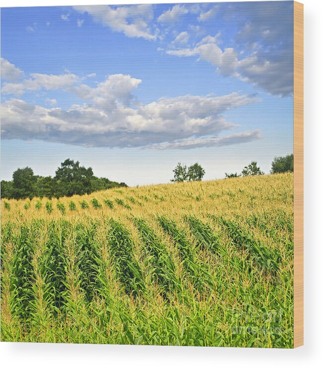 Agriculture Wood Print featuring the photograph Corn field 1 by Elena Elisseeva