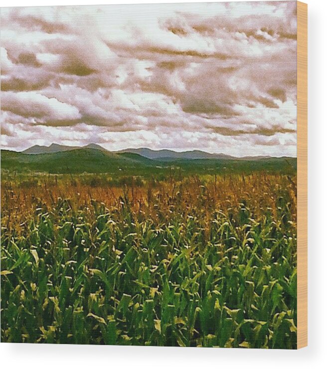 Future_pro_shooters Wood Print featuring the photograph Corn Field Under The Clouds by Arminda Mota
