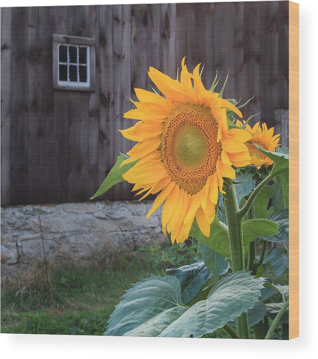Square Wood Print featuring the photograph Country Flower Square by Bill Wakeley