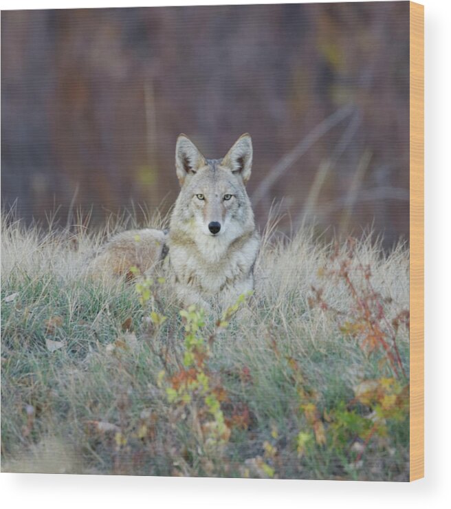 Animal Themes Wood Print featuring the photograph Coyote Relaxing by David C Stephens