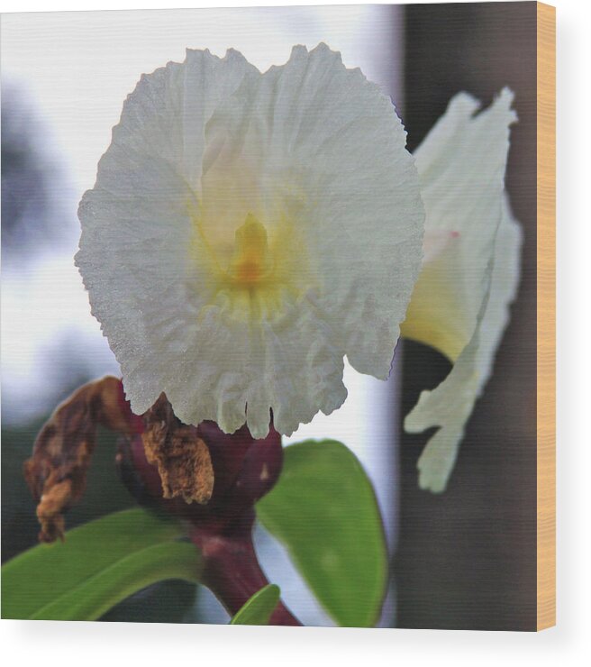 Crepe Ginger Wood Print featuring the photograph Crepe Ginger Costus Speciosus by Karon Melillo DeVega