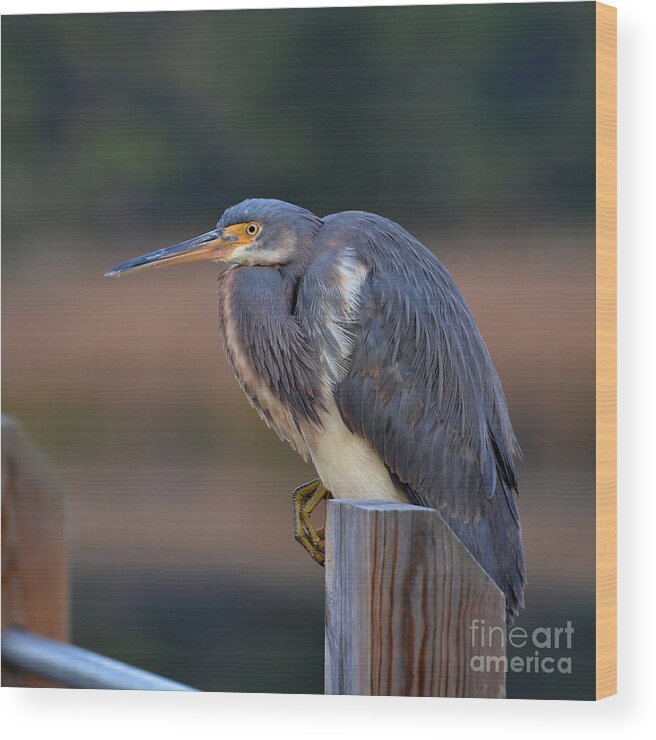 Birds Wood Print featuring the photograph Crouching Heron by Kathy Baccari