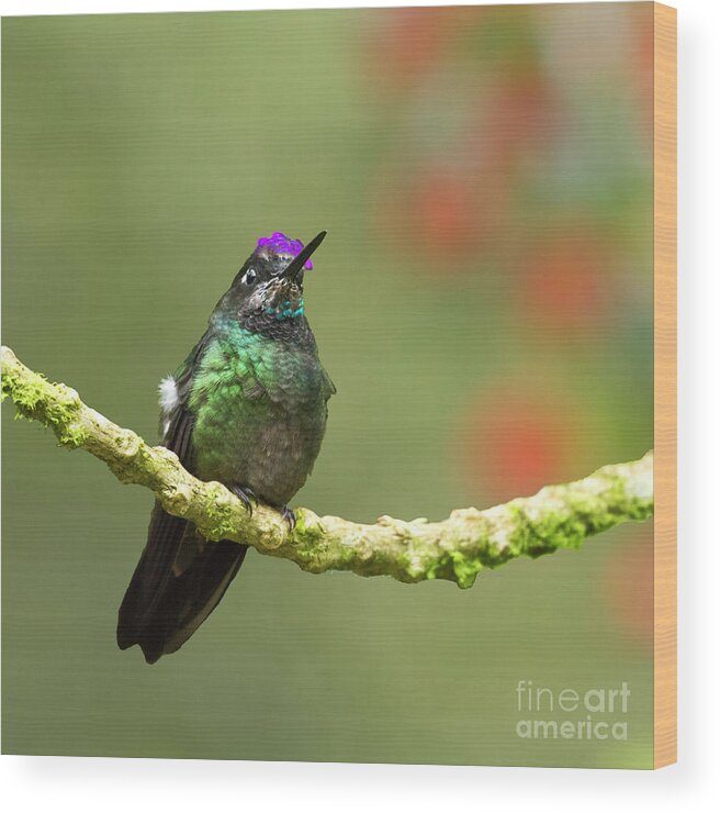 Magnificent Hummingbird Wood Print featuring the photograph Crowned Hummingbird by Heiko Koehrer-Wagner