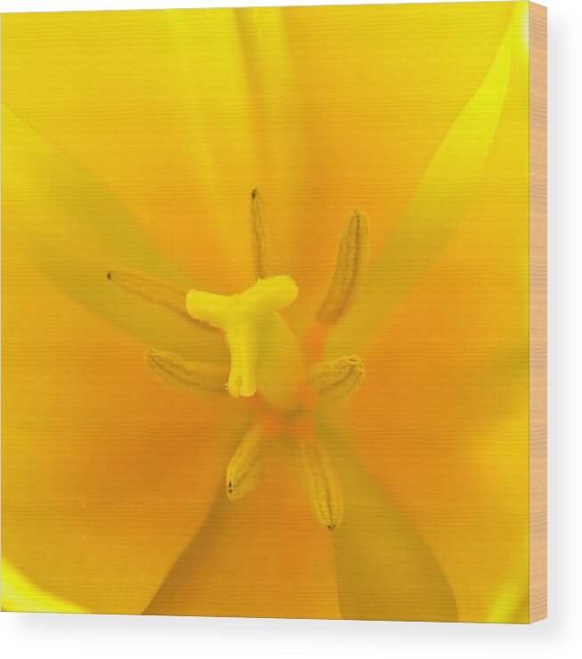 Flower Wood Print featuring the photograph Daffodil Center by Phyllis Meinke