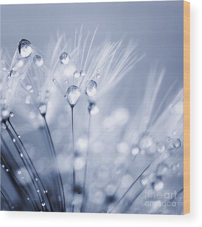 Droplets Wood Print featuring the photograph Dandelion Seed with Water Droplets in Blue by Natalie Kinnear