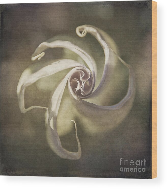 Datura Wood Print featuring the photograph Datura Star by Terry Rowe