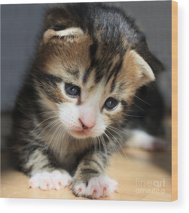 Kitten Wood Print featuring the photograph Daydreamer Kitten by Terri Waters