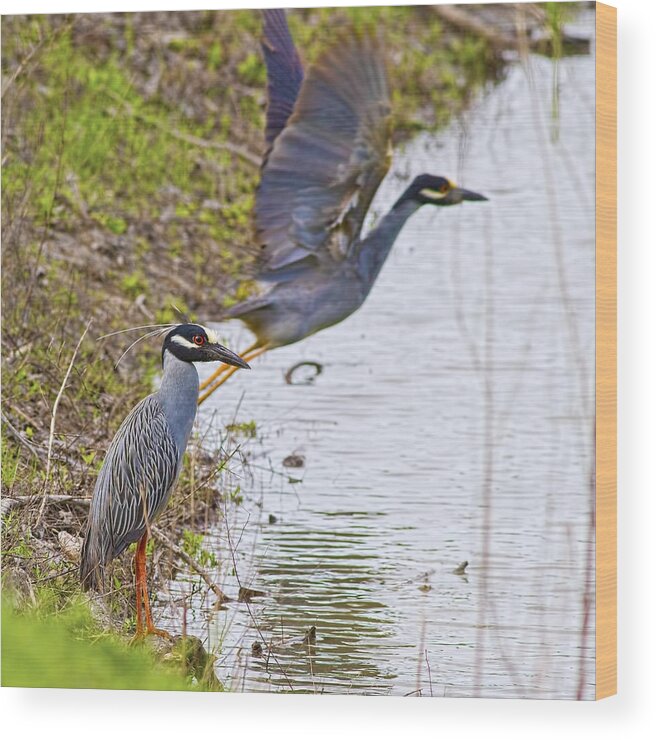 Yellow-crowned Night Heron Wood Print featuring the photograph Decisions by Gary Holmes