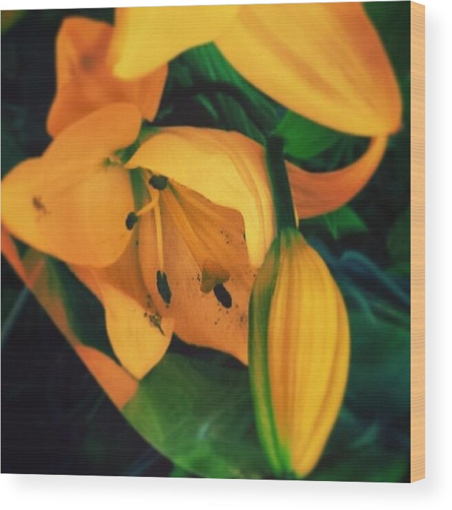 Life Wood Print featuring the photograph Delicate Innocense # Love# by Myrna Fernandez